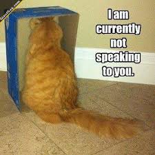 cat not speaking
